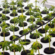 Baby cannabis plants growing in rows at Medigrow in Lesotho